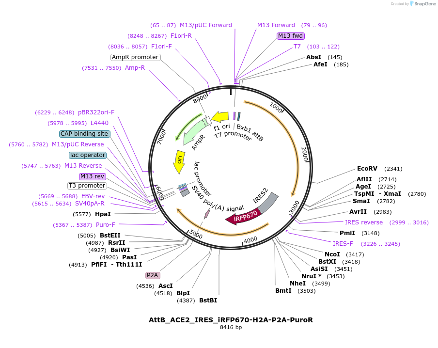 190076-plasmid-map-sequence-id-372760