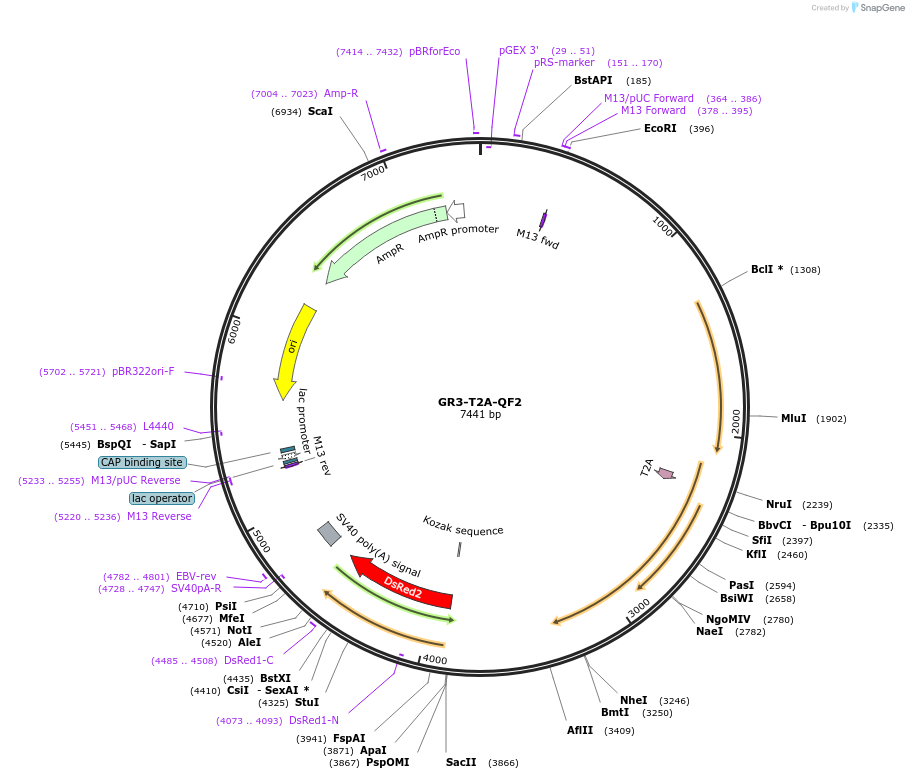 162521-plasmid-map-sequence-id-372762