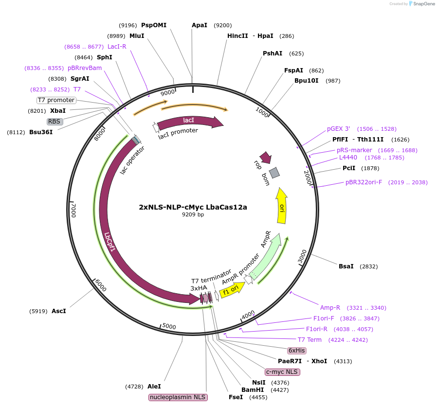 182123-plasmid-map-sequence-id-372763