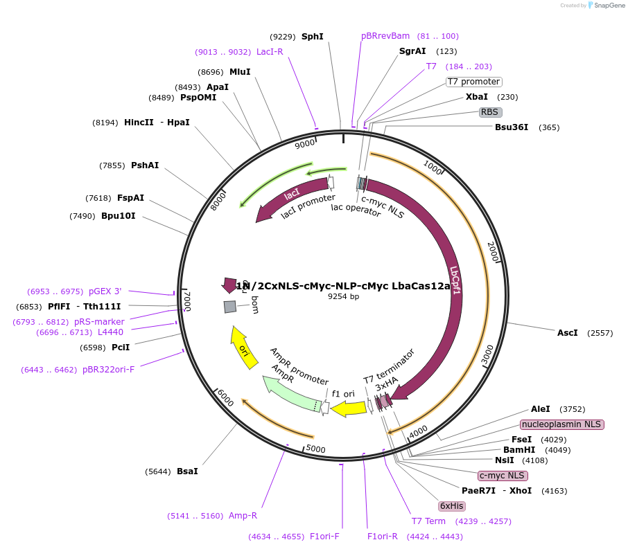 182124-plasmid-map-sequence-id-372764