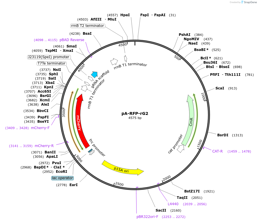 188969-plasmid-map-sequence-id-372765
