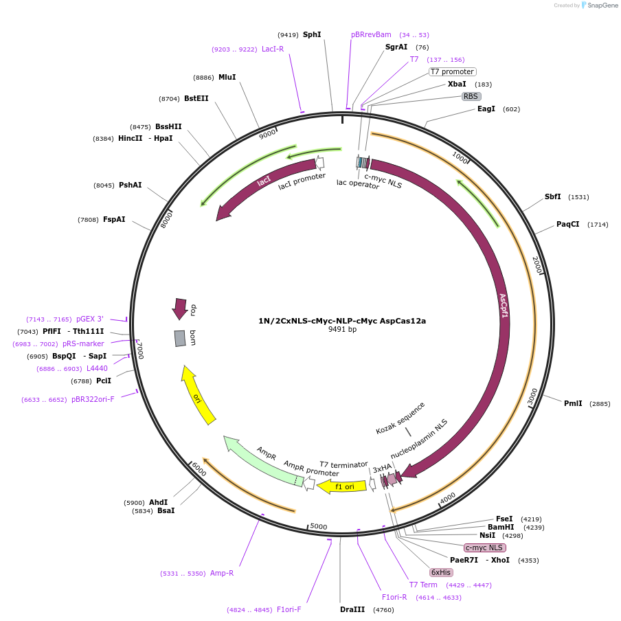 182121-plasmid-map-sequence-id-372766