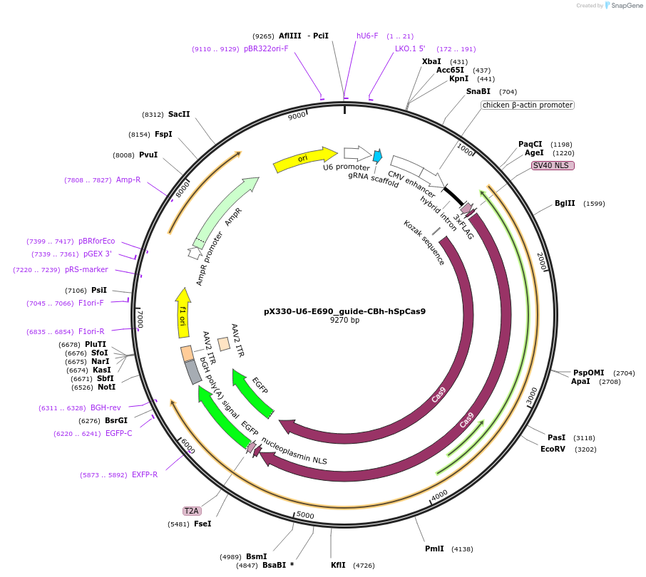 188545-plasmid-map-sequence-id-372767