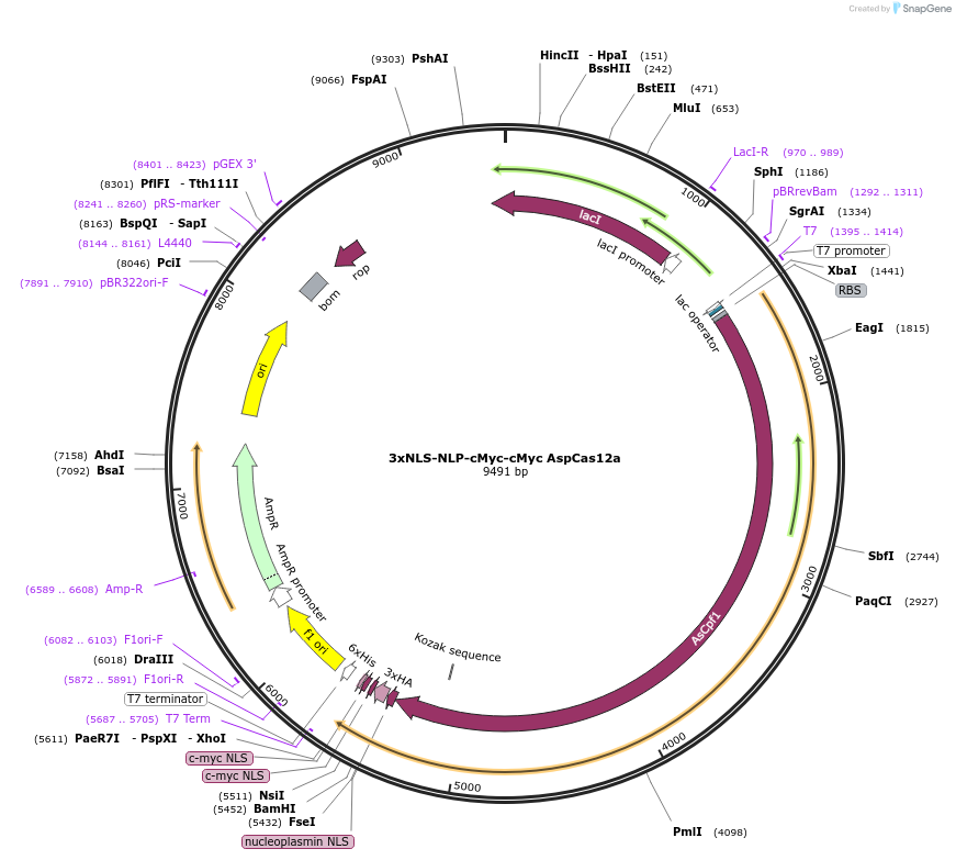 182122-plasmid-map-sequence-id-372768