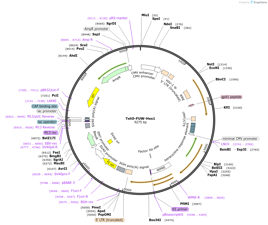 61534-plasmid-map-sequence-id-372769