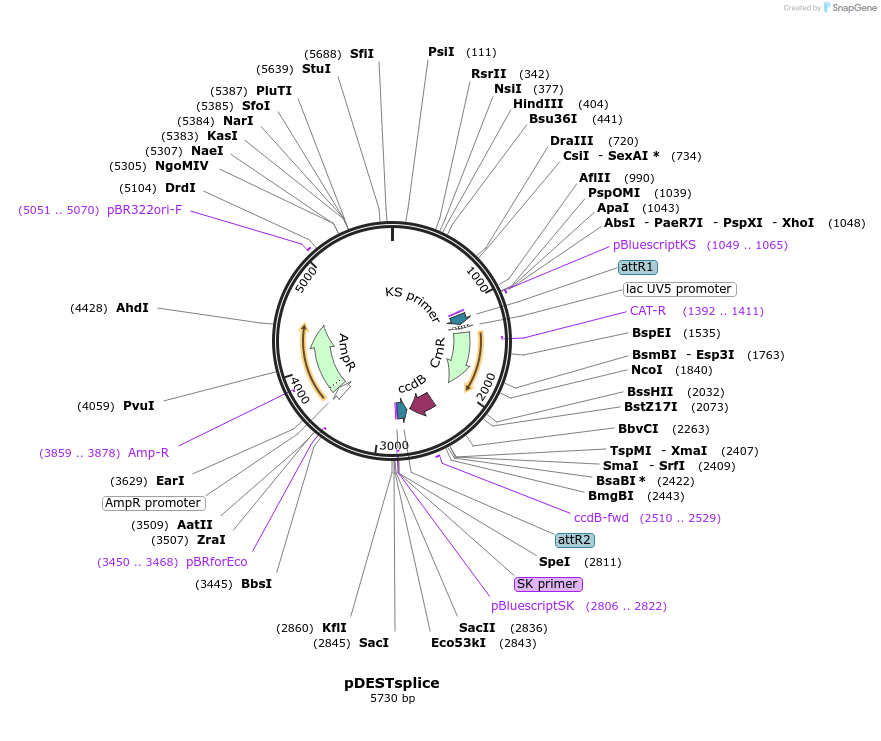 32484-plasmid-map-sequence-id-37277