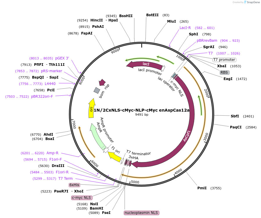 182126-plasmid-map-sequence-id-372771