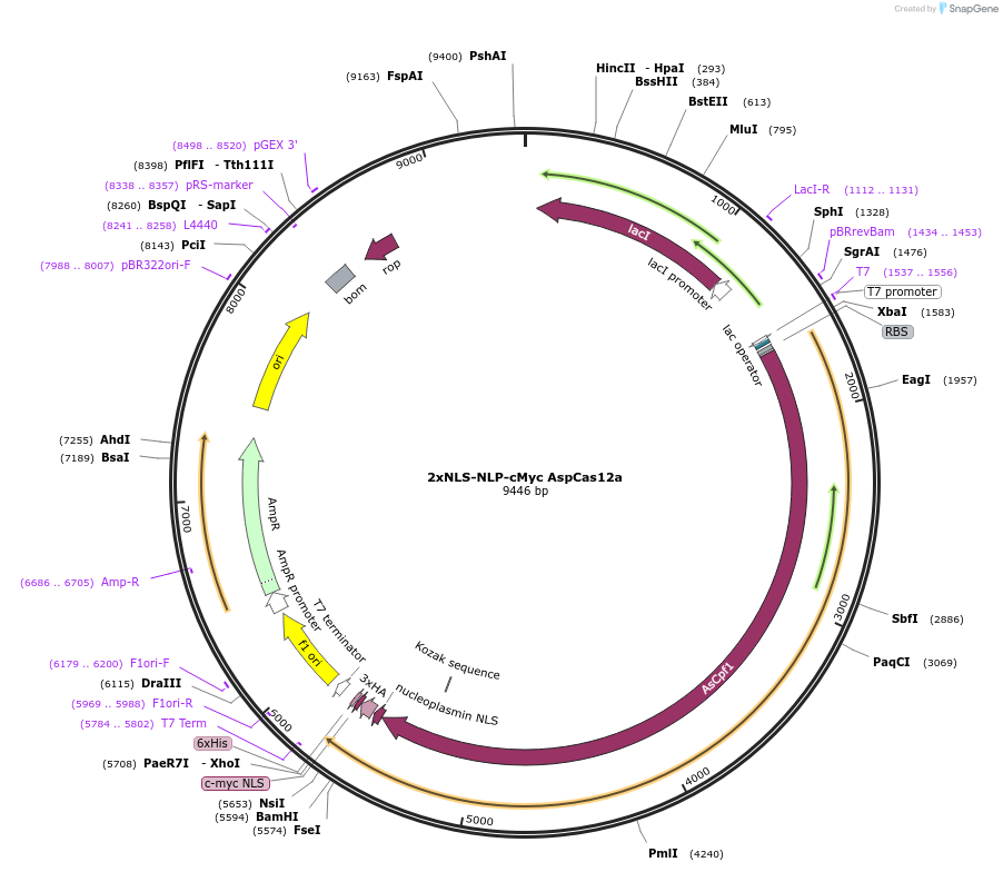 182120-plasmid-map-sequence-id-372772