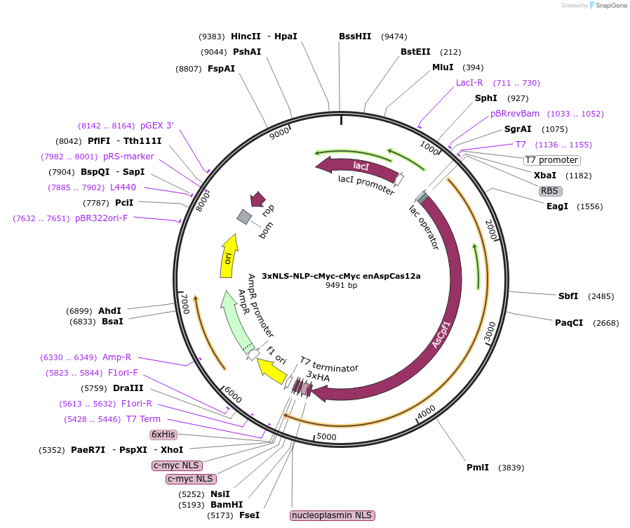 182127-plasmid-map-sequence-id-372773