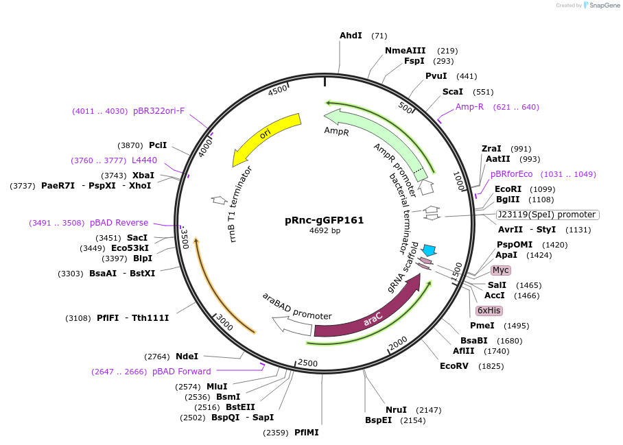 189536-plasmid-map-sequence-id-372775