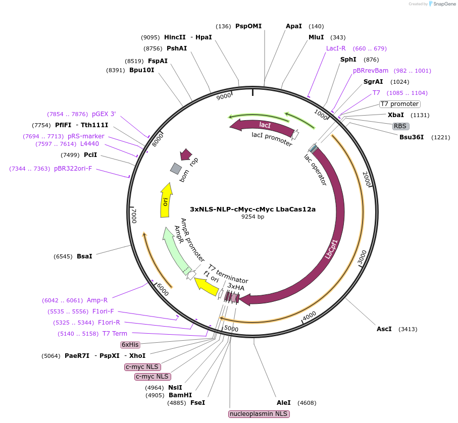 182125-plasmid-map-sequence-id-372778