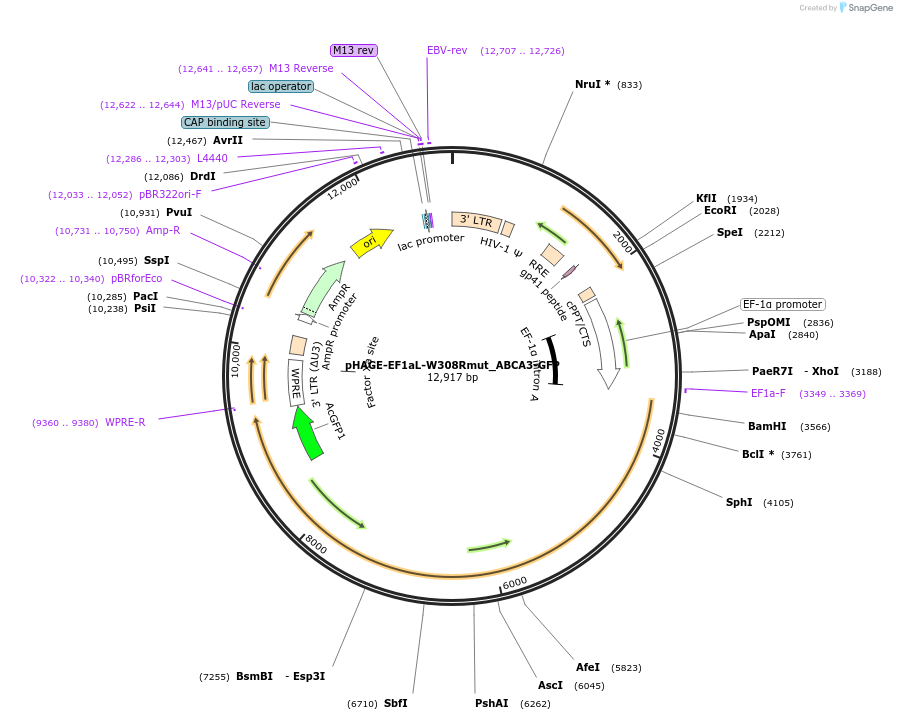 188550-plasmid-map-sequence-id-372782