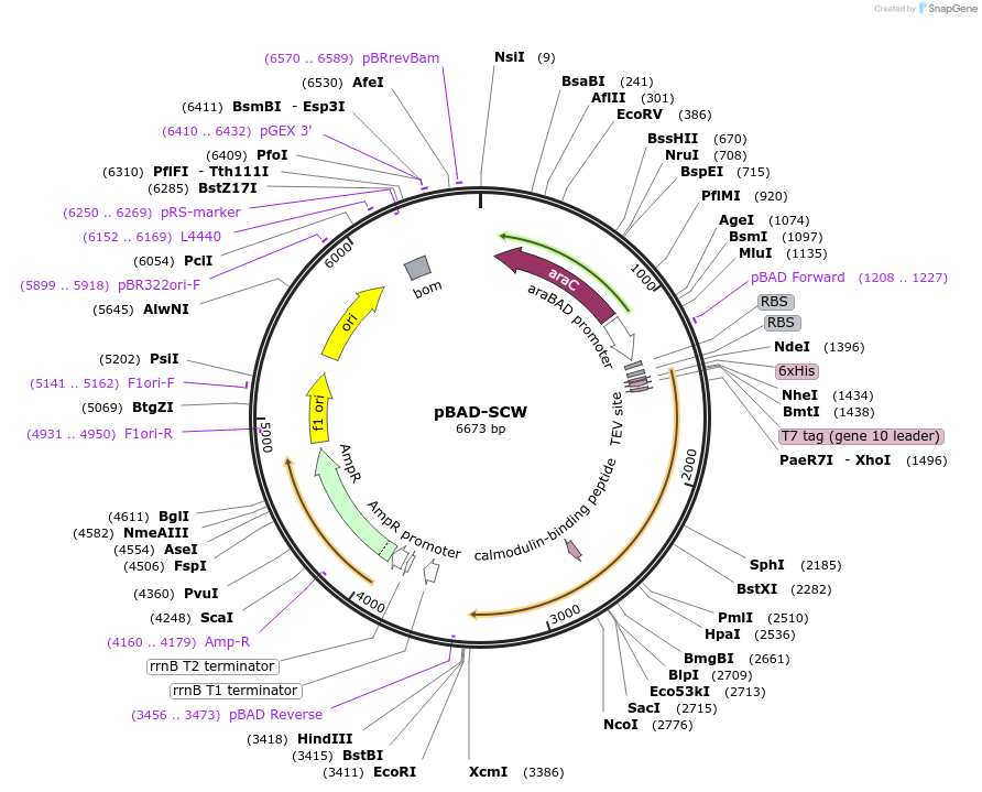 190626-plasmid-map-sequence-id-372786