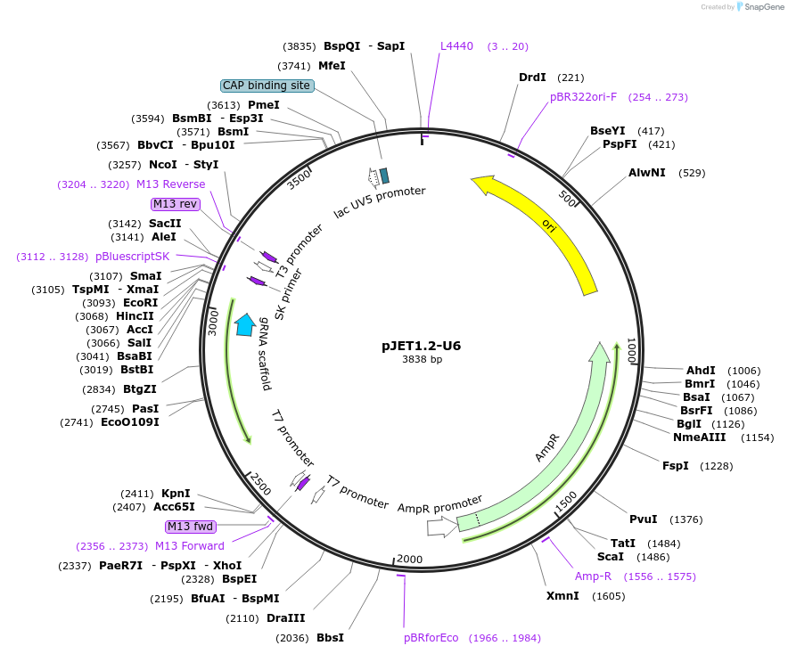 173157-plasmid-map-sequence-id-372789