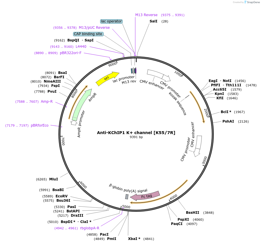 188225-plasmid-map-sequence-id-372792