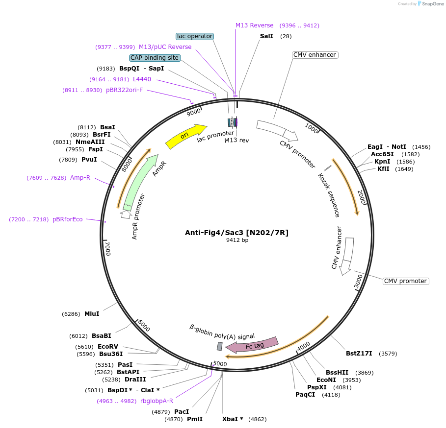 188151-plasmid-map-sequence-id-372793