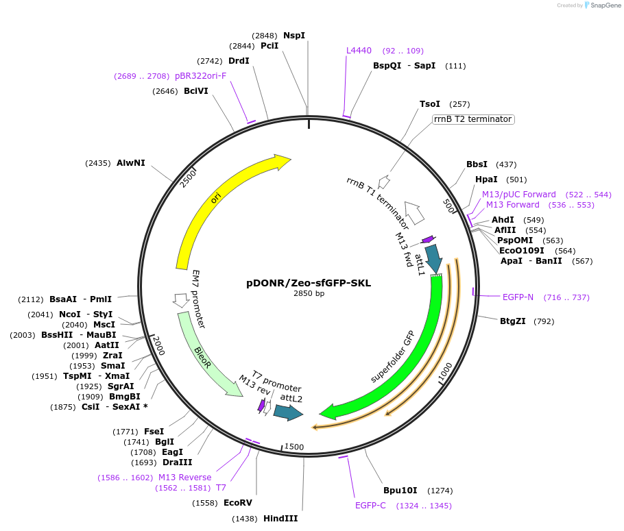 186720-plasmid-map-sequence-id-372803