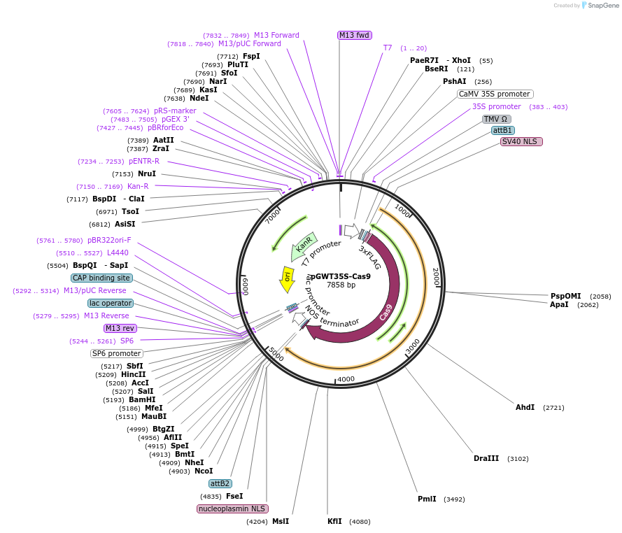 186723-plasmid-map-sequence-id-372804