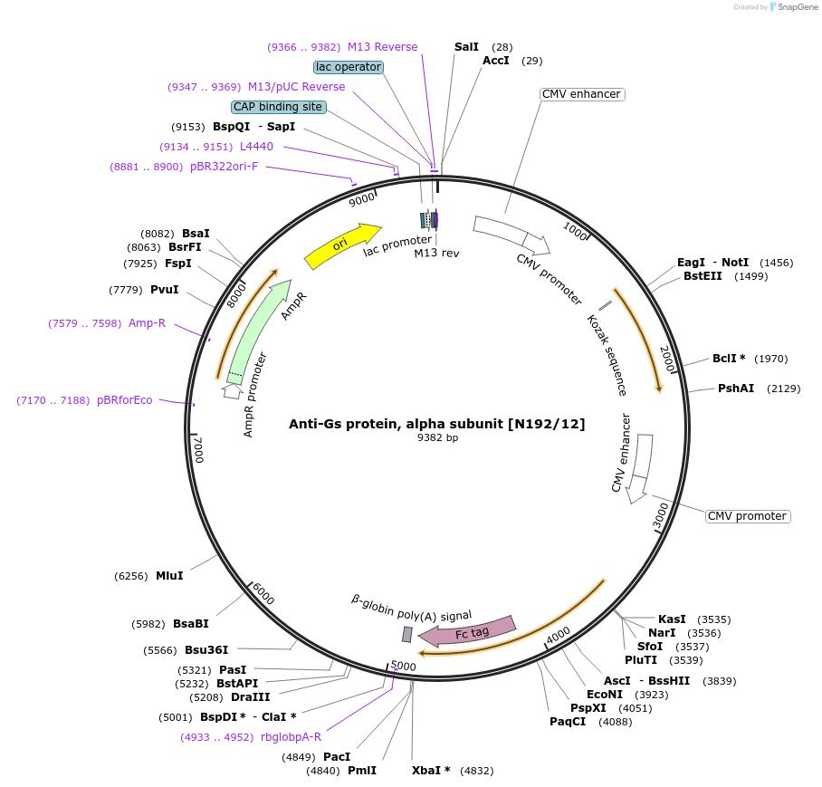 190302-plasmid-map-sequence-id-372838