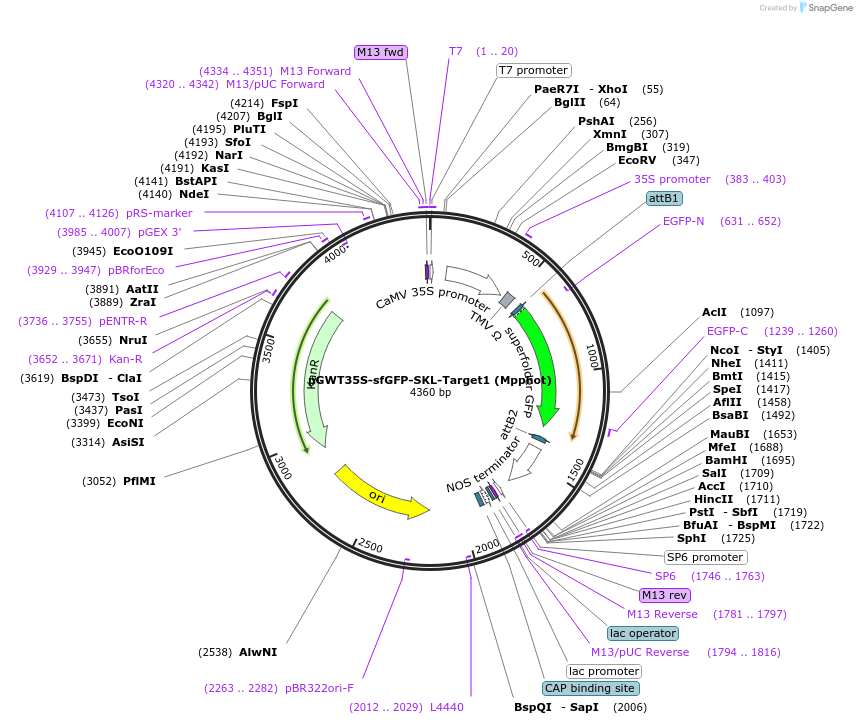 186721-plasmid-map-sequence-id-372843