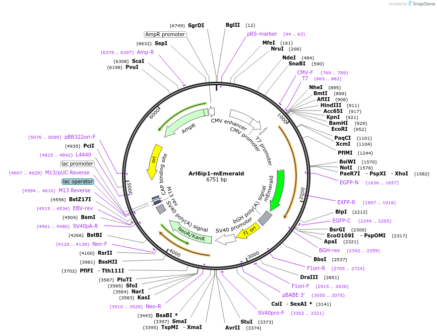 186965-plasmid-map-sequence-id-372875