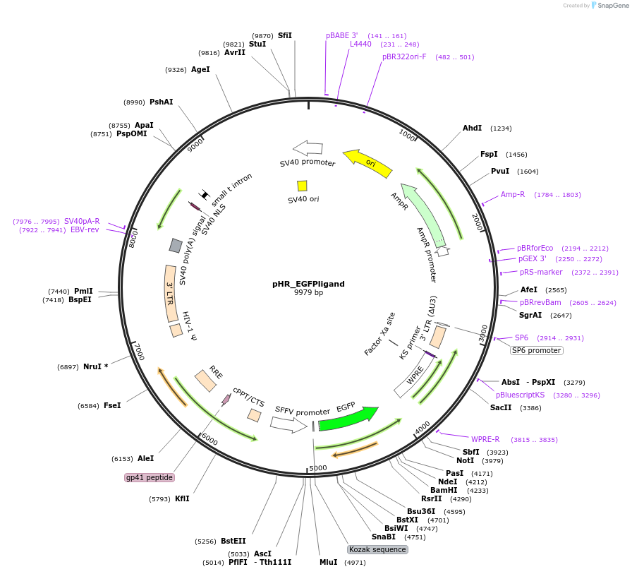 79129-plasmid-map-sequence-id-372906