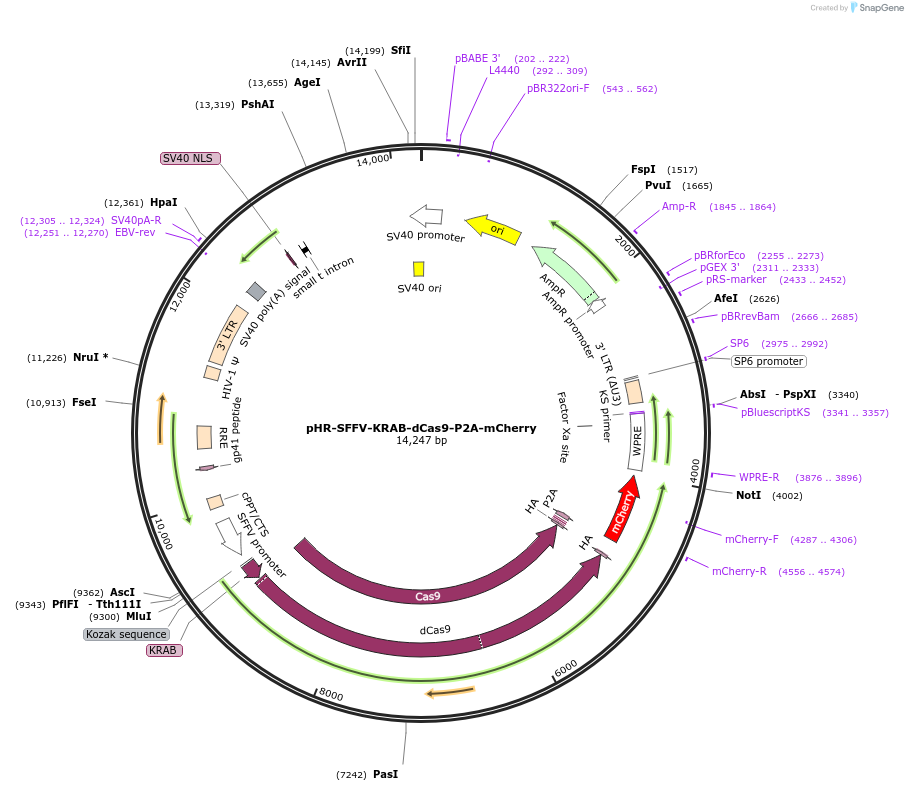 60954-plasmid-map-sequence-id-372913