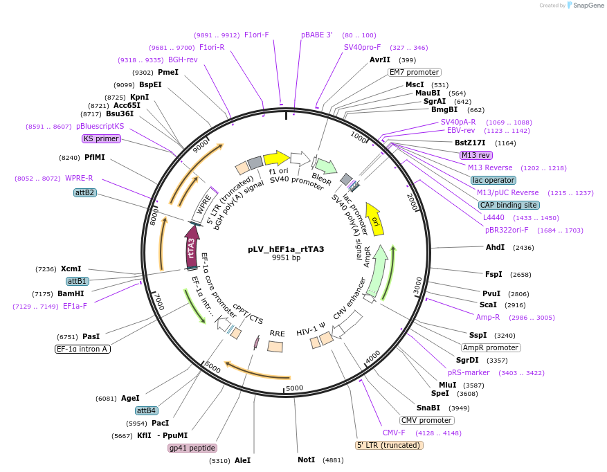 61472-plasmid-map-sequence-id-372915