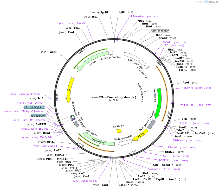 186962-plasmid-map-sequence-id-372919