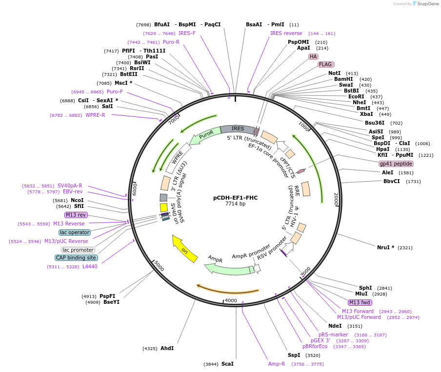 64874-plasmid-map-sequence-id-372924