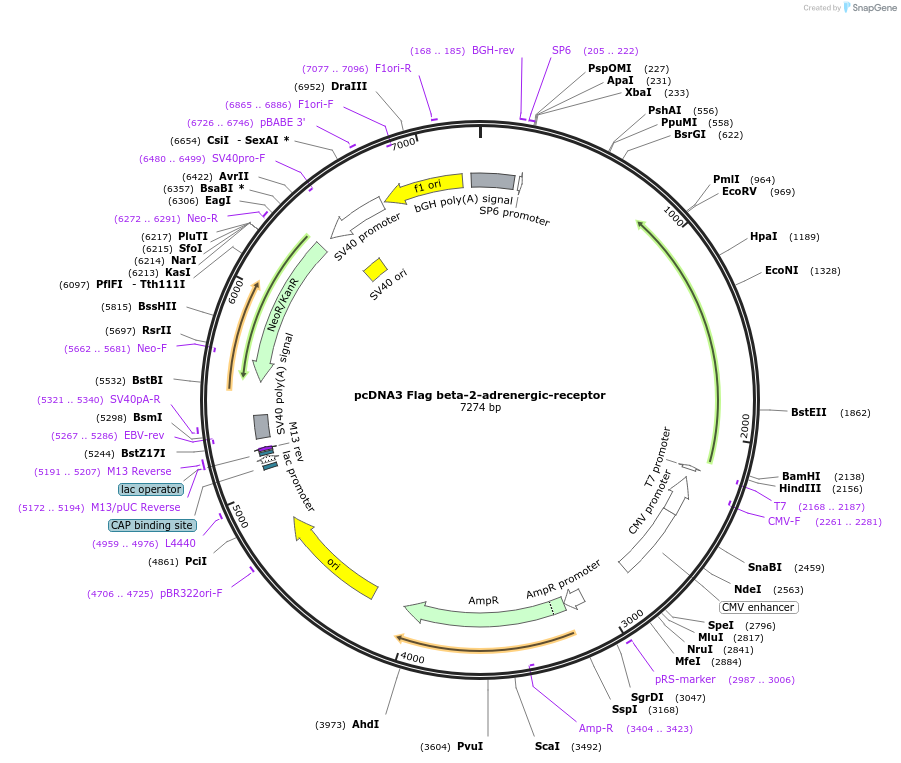 14697-plasmid-map-sequence-id-372927