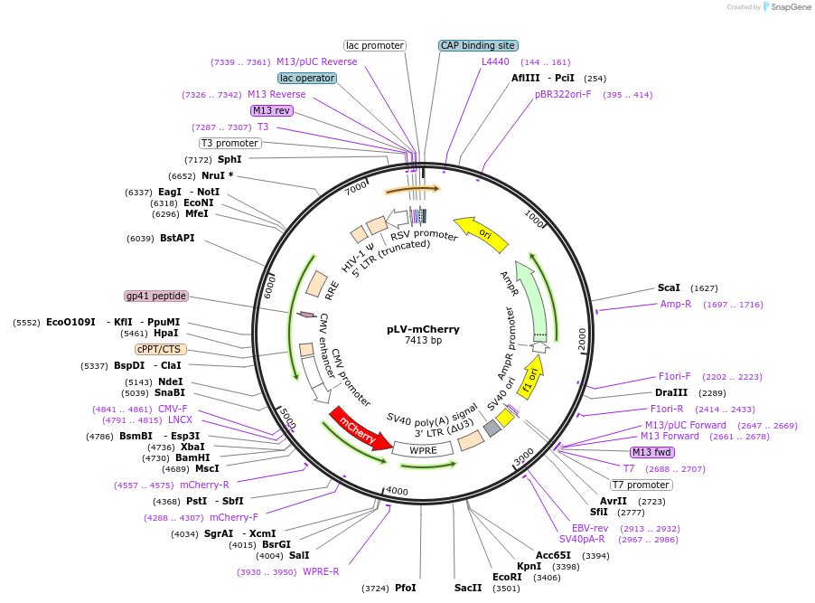 36084-plasmid-map-sequence-id-372931