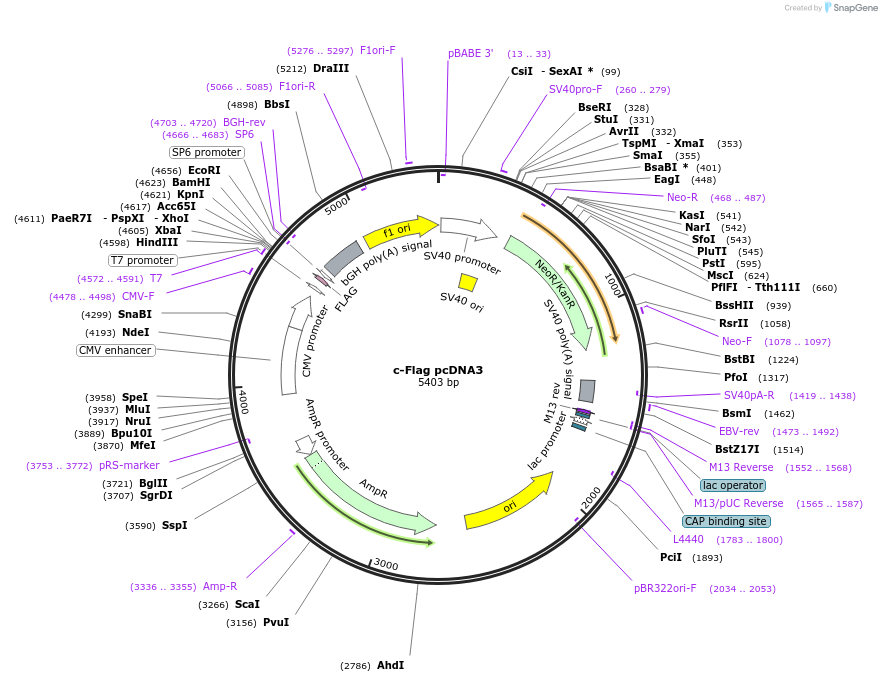 20011-plasmid-map-sequence-id-372933
