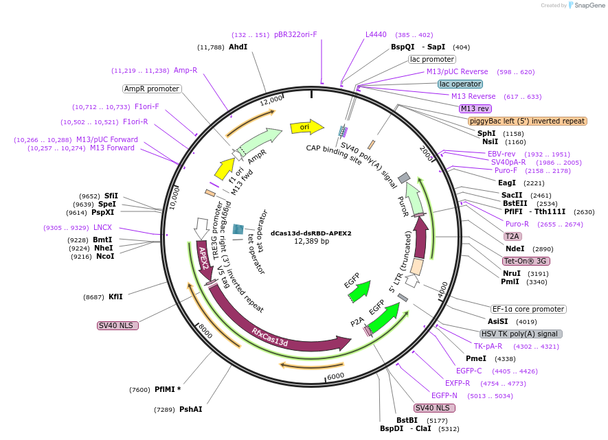 154939-plasmid-map-sequence-id-372945