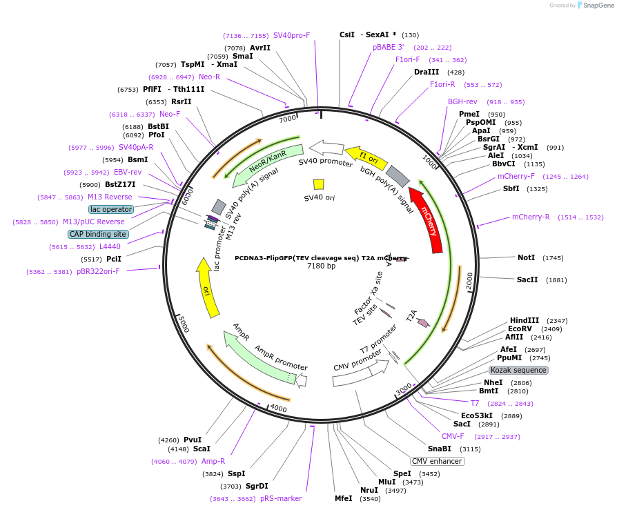 124429-plasmid-map-sequence-id-372946