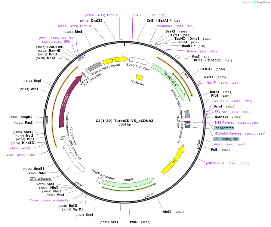 107173-plasmid-map-sequence-id-372948