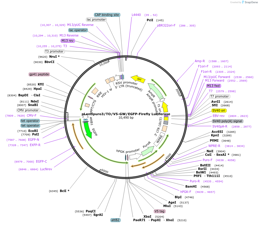 119816-plasmid-map-sequence-id-372950