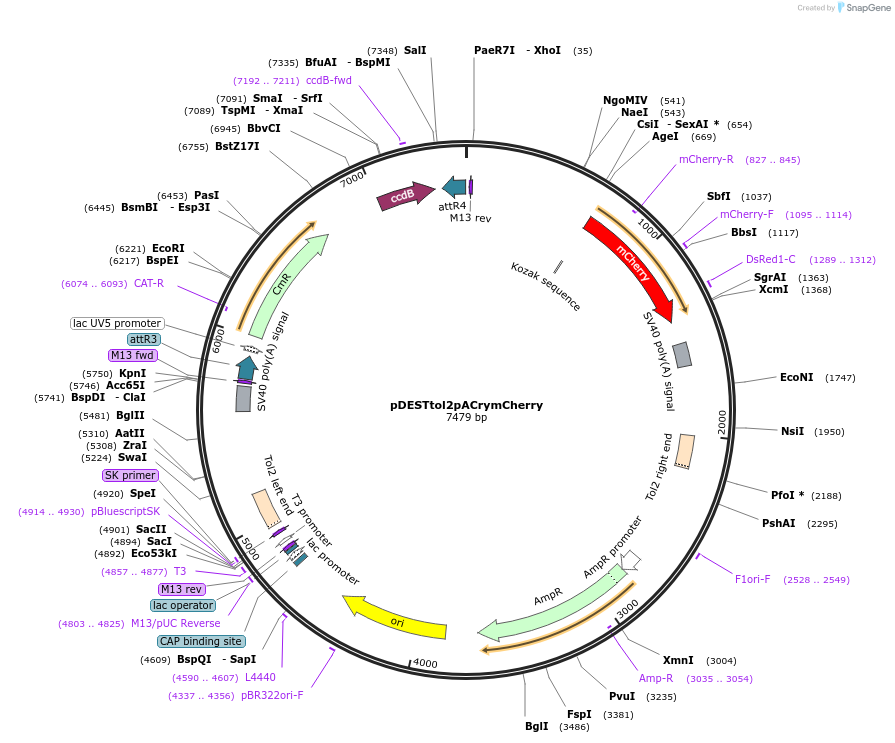 64023-plasmid-map-sequence-id-372953