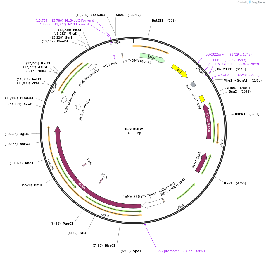 160908-plasmid-map-sequence-id-372974