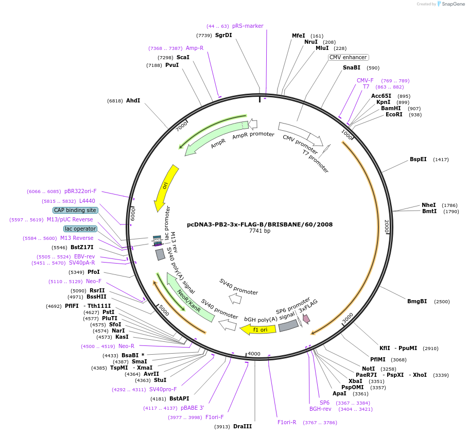 187916-plasmid-map-sequence-id-372980