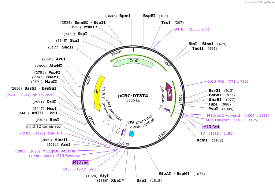 50592-plasmid-map-sequence-id-372989