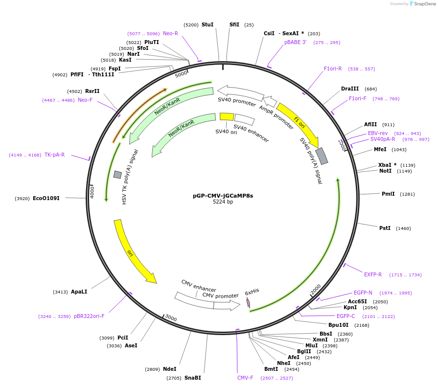 162371-plasmid-map-sequence-id-372990