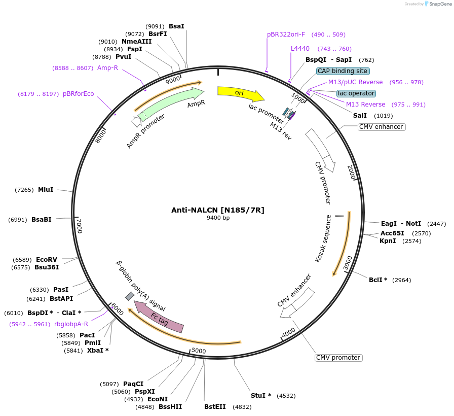 177508-plasmid-map-sequence-id-372991