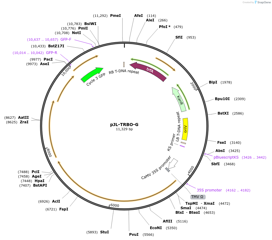 80083-plasmid-map-sequence-id-372997
