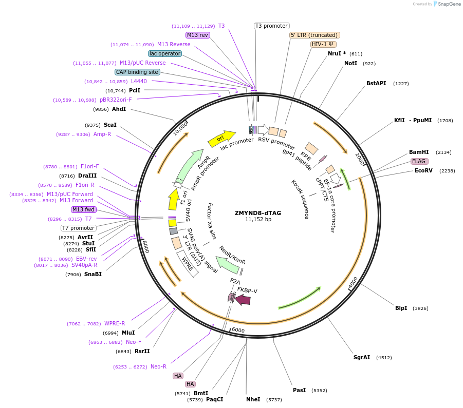 190617-plasmid-map-sequence-id-373000