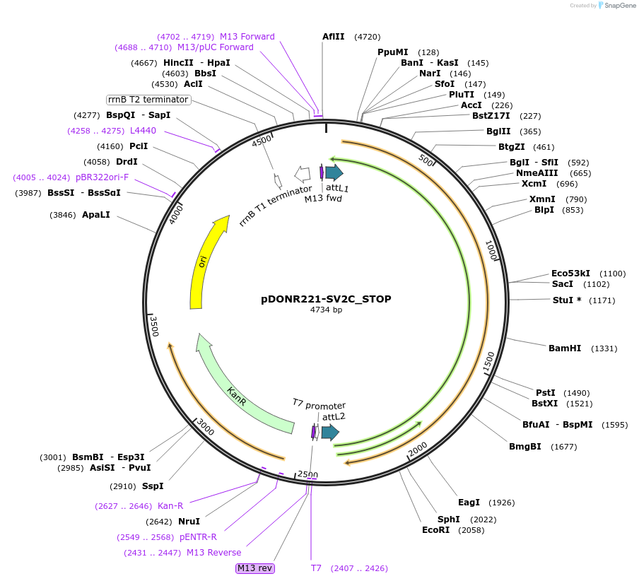 161463-plasmid-map-sequence-id-373018