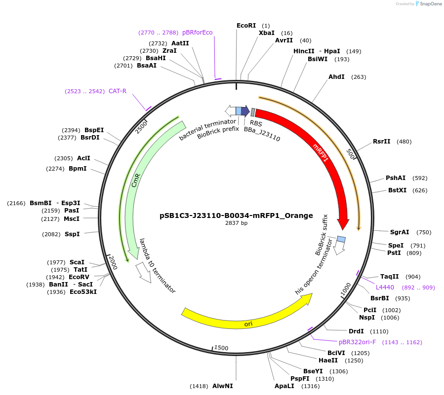 160444-plasmid-map-sequence-id-373025