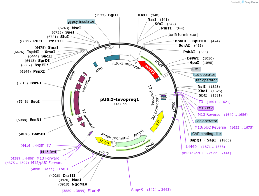 190909-plasmid-map-sequence-id-373031