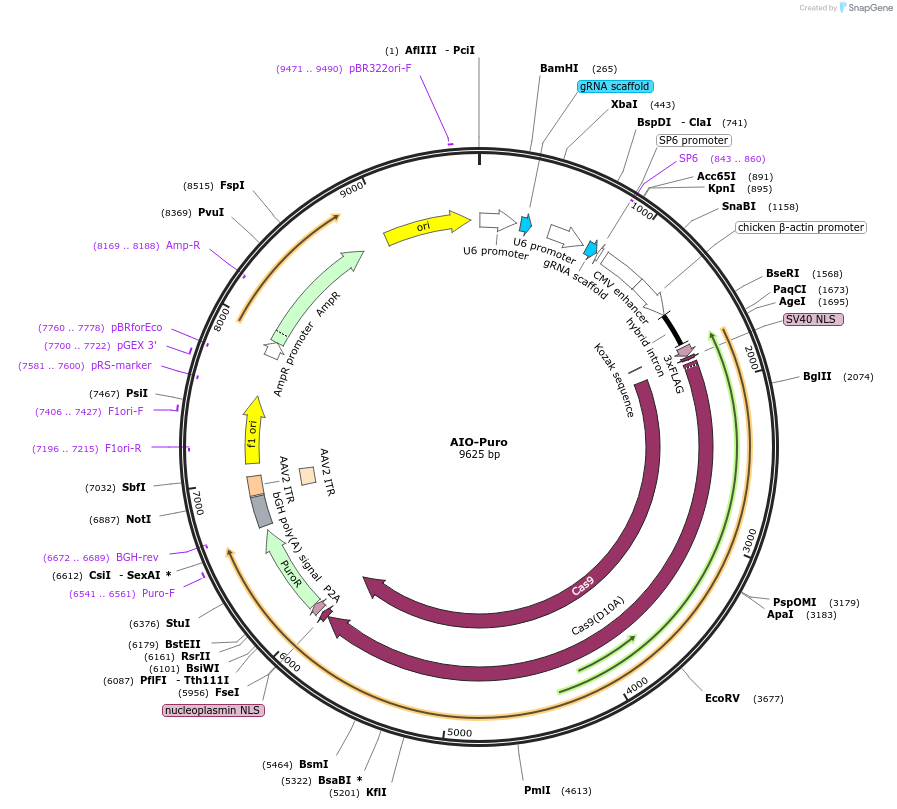 74630-plasmid-map-sequence-id-373032