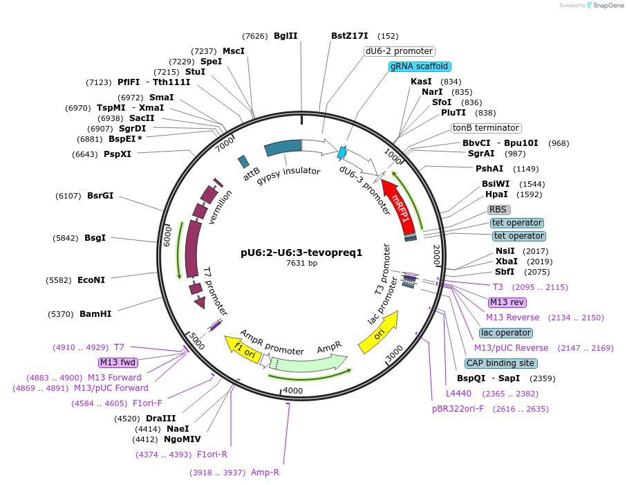190910-plasmid-map-sequence-id-373034